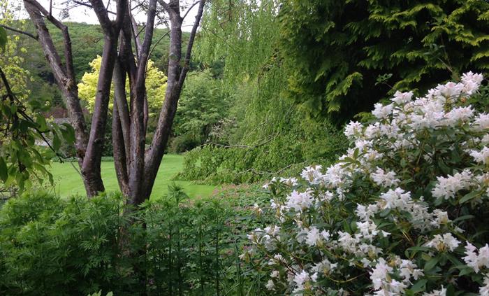 The white flowers of a rhododendron to the right of the foreground are complimented by the dark multi stemmed lower half of a rowan tree to the left,